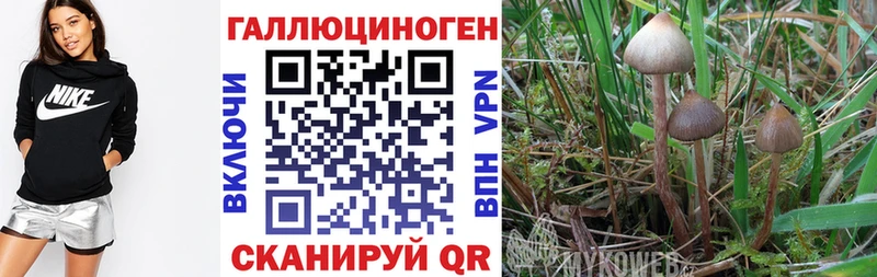наркота  даркнет какой сайт  Галлюциногенные грибы GOLDEN TEACHER  Ермолино 